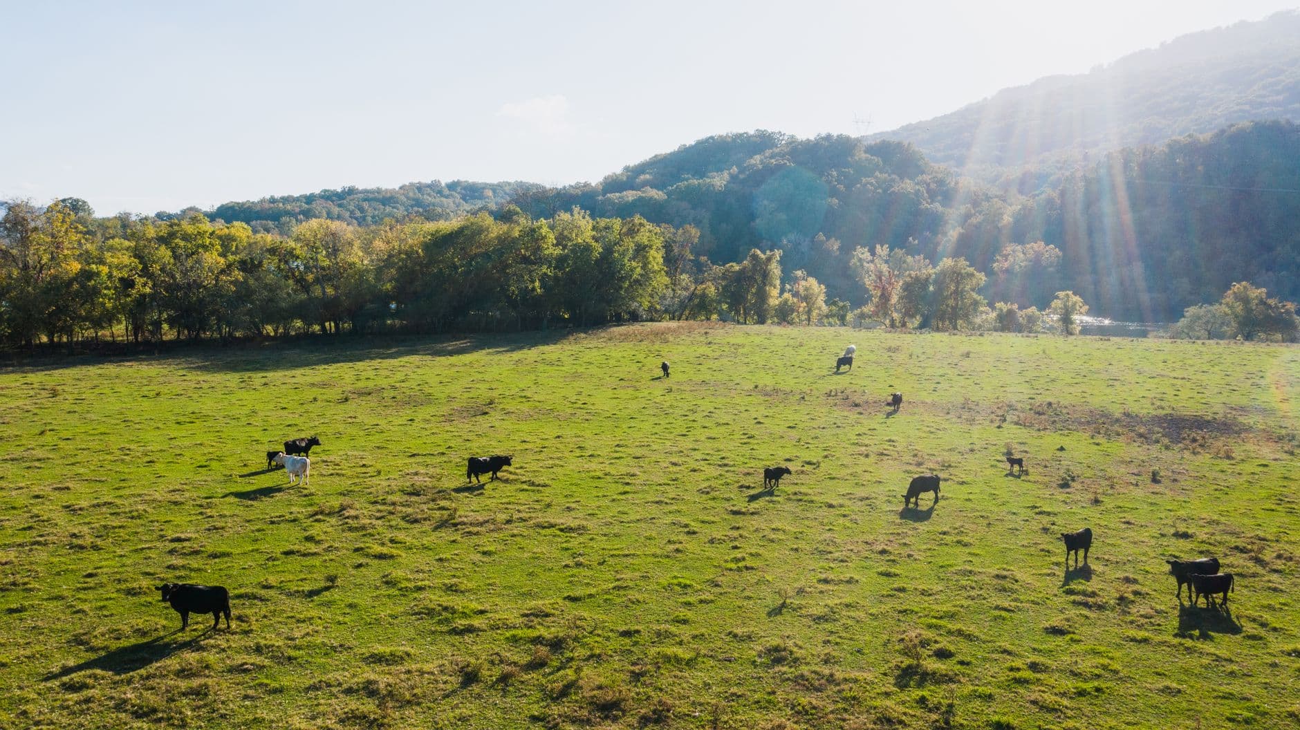 Cows grazing on green pasture